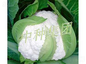 ѩ����-��������-���ּ���