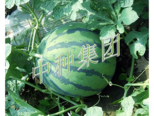 �װ�-��������-���ּ���