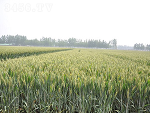 ����895-С������-���ּ���