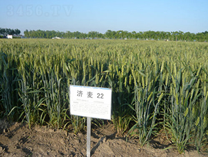 ����22-С������-���ּ���
