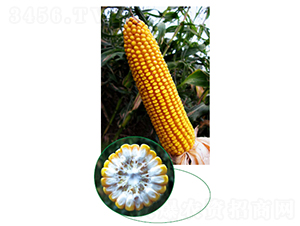 ����315-��������-���ּ���