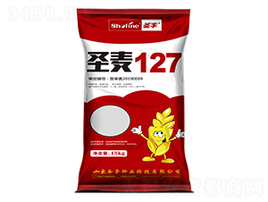 ʥ��127-С������-ʥ����ҵ