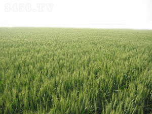 ����66-С������-������ҵ