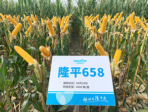 ¡ƽ658-��������-������ҵ