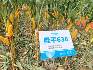 ¡ƽ638-��������-������ҵ