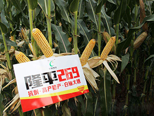¡ƽ269-��������-������ҵ