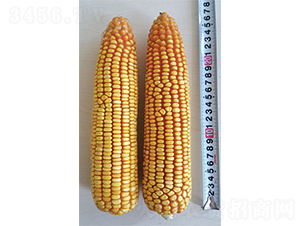 ����968-��������-�Ǻ���ҵ