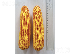 �Ǻ�605-��������-�Ǻ���ҵ