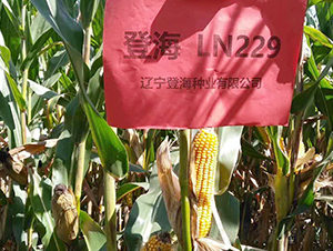 �Ǻ�229-��������-�Ǻ���ҵ