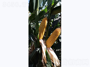 �Ǻ�LN575-��������-�Ǻ���ҵ