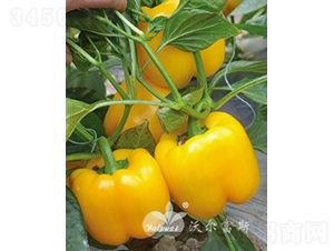 ����F1���紺�����Ӽ�Խ���߲���ɫ�𽷣�-������-�ֶ���˹