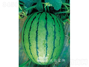 �紺�������F1����Ʒ���ϣ�-��������-�ֶ���˹