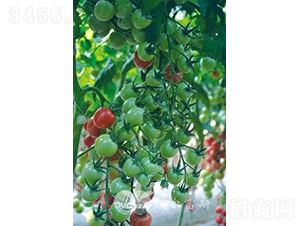 �۱���301F1����TY��������Բ��С���ѣ�-��������-�ֶ���˹