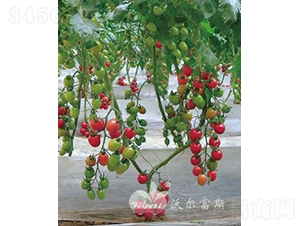 ǧ�ٶ�505F1����TYǧ�����ͷ۹�С���ѣ�-��������-�ֶ���˹