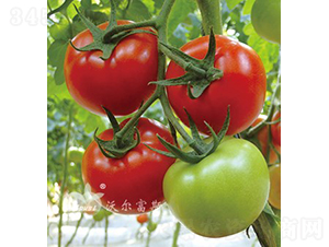 �챴��501F1����TY����������ѣ�-��������-�ֶ���˹