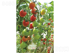ǧ��1109F1����Ʒ�ʷ۹�С���ѣ�-��������-�ֶ���˹