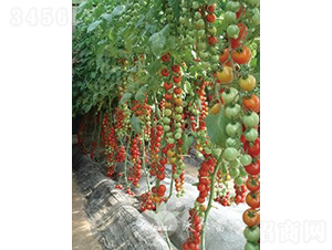 �챴��F1�����С���ѣ�-��������-�ֶ���˹