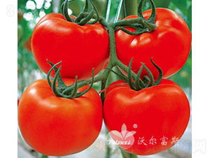 ��˫ӯF1��������ѣ�-��������-�ֶ���˹