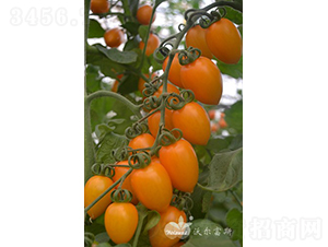 �Ƶ���F1�����ʻƹ�С���ѣ�-��������-�ֶ���˹