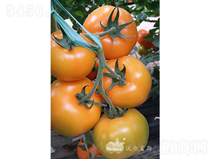 �ʰ���F1����ɫ���ѣ�-��������-�ֶ���˹