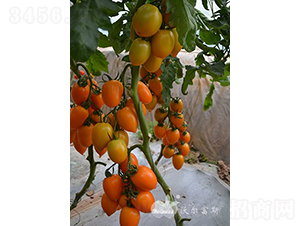 ������F1���߲���ɫ�������ѣ�-��������-�ֶ���˹
