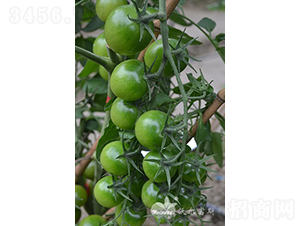 �̱���F1����ɫԲ��С���ѣ�-��������-�ֶ���˹