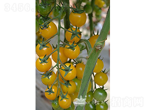 �Ʊ���F1����ɫԲ��С���ѣ�-��������-�ֶ���˹