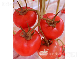 �챴��502F1����TY������췬�ѣ�-��������-�ֶ���˹