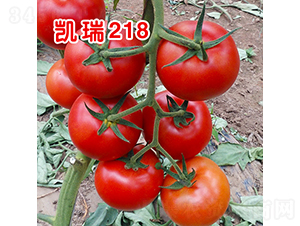 ����218����TY������Ʒ������ѣ�-��������-�ֶ���˹