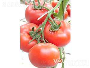 ���������F1����TYԽ�ľ�Ʒ�۹����ѣ�-��������-�ֶ���˹