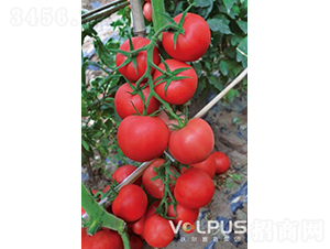 �ַ�517F1����TY��Ʒ�۹����ѣ�-��������-�ֶ���˹