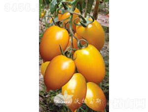 ������F1����ɫ�й����ѣ�-��������-�ֶ���˹