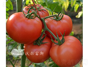 ��۹�148F1����TY�۹����ѣ�-��������-�ֶ���˹
