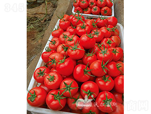 �챴��503F1����TY����������ѣ�-��������-�ֶ���˹