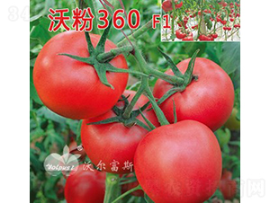 �ַ�360F1����TY�۹����ѣ�-��������-�ֶ���˹