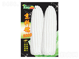 ��������-����Ŵ2000-����