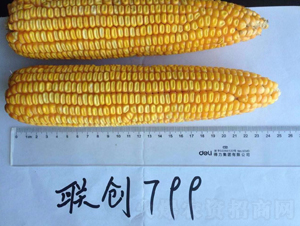 ����799-��������-������ҵ