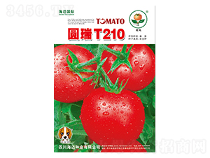 Բ��T210-��������-��������