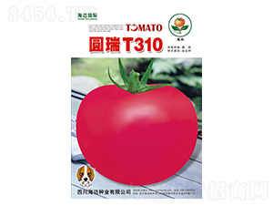 Բ��T310-��������-��������