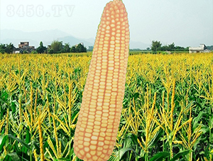 ����19��-��������-������ҵ