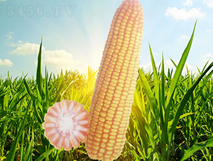 ����76��-��������-������ҵ