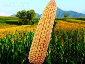 ����203-��������-������ҵ