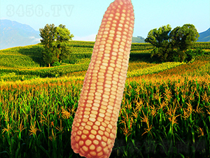 ����4��-��������-������ҵ