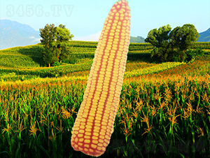 ����10��-��������-������ҵ