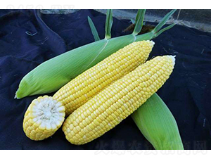 2019-552��������-ũ������