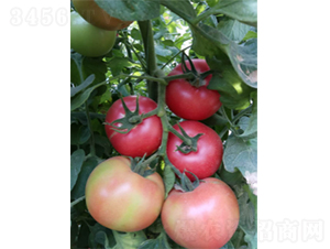 ���k606-��������-ũ������