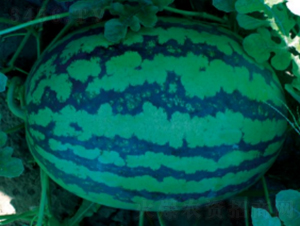 ���װ�CT302-��������-ũ������