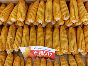 ��¡512-��������-��ũ�Ƽ�