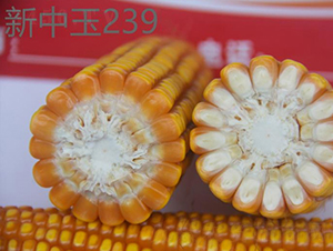 ������239-��������-��ũ�Ƽ�
