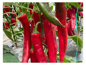 ��������-��⽷-�з�ũҵ